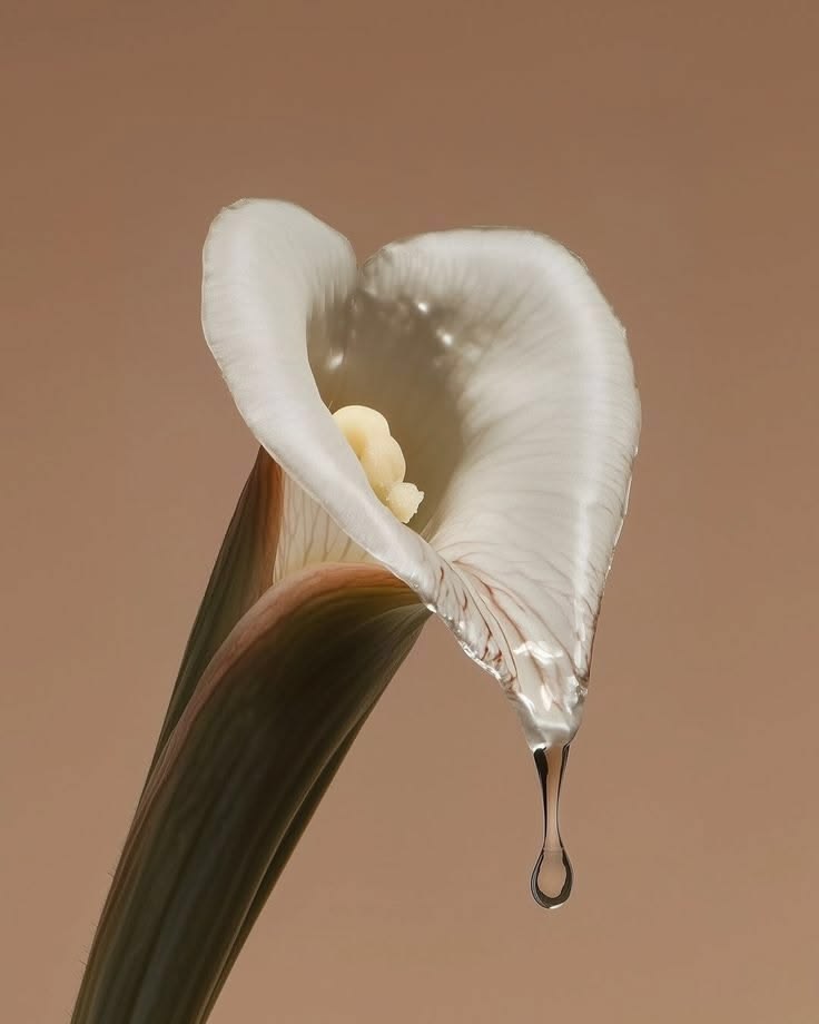 Calla lily with a single water droplet, soft terracotta background